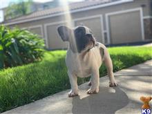 french bulldog puppy posted by Kustom Made Frenchiez